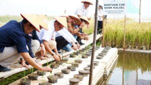 Inovasi Padi Apung Tunjukkan Hasil Menggembirakan, Kalsel Gelar Syukuran Panen Padi Apung Di Desa Siang Gantung‎   